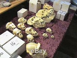 Collection of 23 Primate Skulls Reproduced in Resin by Skulls Unlimited