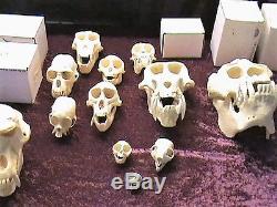 Collection of 23 Primate Skulls Reproduced in Resin by Skulls Unlimited