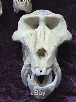 Collection of 23 Primate Skulls Reproduced in Resin by Skulls Unlimited