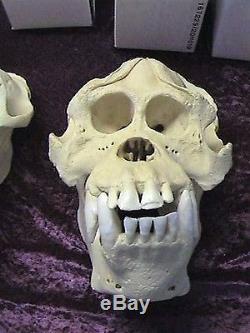 Collection of 23 Primate Skulls Reproduced in Resin by Skulls Unlimited