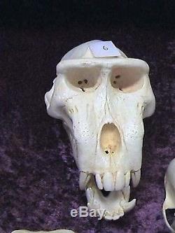 Collection of 23 Primate Skulls Reproduced in Resin by Skulls Unlimited