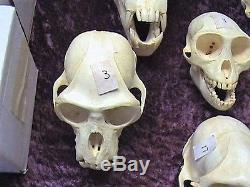 Collection of 23 Primate Skulls Reproduced in Resin by Skulls Unlimited