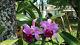 Collection Of 80 Cattleaya Orchids, Roughly 50-60% Named Serious Buyers Only