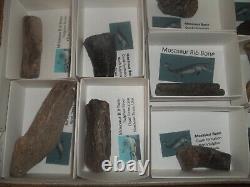 Dinosaur Bone Mosasaur Bone Texas Wholesale Lot 18pc Fossil Show Resale Lot2