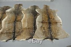 FALLOW DEER (DAMA DAMA) SKIN HIDE FUR PELT RUG TAXIDERMY HUNTING (set of 2)