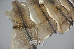 FALLOW DEER (DAMA DAMA) SKIN HIDE FUR PELT RUG TAXIDERMY HUNTING (set of 2)