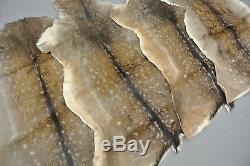 FALLOW DEER (DAMA DAMA) SKIN HIDE FUR PELT RUG TAXIDERMY HUNTING (set of 2)
