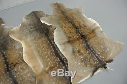 FALLOW DEER (DAMA DAMA) SKIN HIDE FUR PELT RUG TAXIDERMY HUNTING (set of 2)