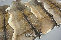 FALLOW DEER (DAMA DAMA) SKIN HIDE FUR PELT RUG TAXIDERMY HUNTING (set of 2)