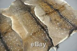 FALLOW DEER (DAMA DAMA) SKIN HIDE FUR PELT RUG TAXIDERMY HUNTING (set of 2)