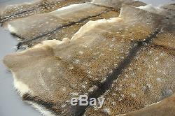 FALLOW DEER (DAMA DAMA) SKIN HIDE FUR PELT RUG TAXIDERMY HUNTING (set of 2)