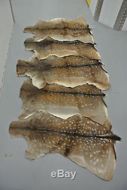 FALLOW DEER (DAMA DAMA) SKIN HIDE FUR PELT RUG TAXIDERMY HUNTING (set of 2)