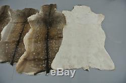 FALLOW DEER (DAMA DAMA) SKIN HIDE FUR PELT RUG TAXIDERMY HUNTING (set of 2)