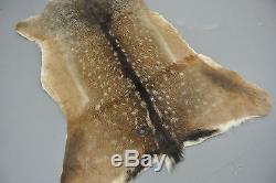 FALLOW DEER (DAMA DAMA) SKIN HIDE FUR PELT RUG TAXIDERMY HUNTING (set of 2)