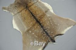 FALLOW DEER (DAMA DAMA) SKIN HIDE FUR PELT RUG TAXIDERMY HUNTING (set of 2)