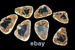 Fire Palm Slabs Seven 6 inch Fossils Wholesale LOT Very RARE and Beautiful