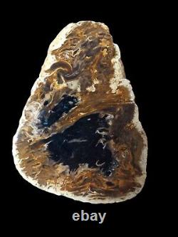 Fire Palm Slabs Seven 6 inch Fossils Wholesale LOT Very RARE and Beautiful