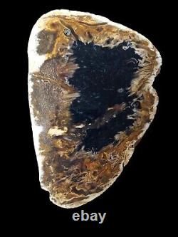 Fire Palm Slabs Seven 6 inch Fossils Wholesale LOT Very RARE and Beautiful