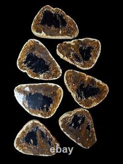 Fire Palm Slabs Seven 6 inch Fossils Wholesale LOT Very RARE and Beautiful