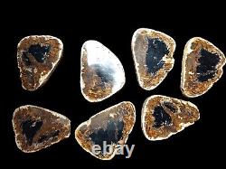 Fire Palm Slabs Seven 6 inch Fossils Wholesale LOT Very RARE and Beautiful