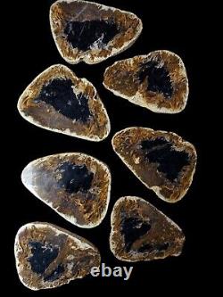 Fire Palm Slabs Seven 6 inch Fossils Wholesale LOT Very RARE and Beautiful