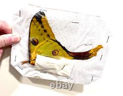 Insect Moth Argema mittrei-Giant Comet Moth-Perfect FEMALE-Wholesale Lot of 5
