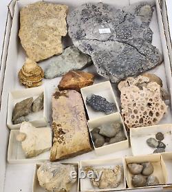 Invertebrate 30 Fossil Bulk Lot Various Localities Wholesale