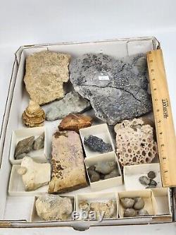 Invertebrate 30 Fossil Bulk Lot Various Localities Wholesale