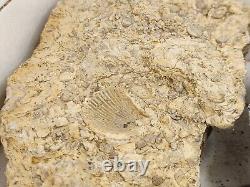 Invertebrate 30 Fossil Bulk Lot Various Localities Wholesale