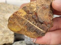 Invertebrate 30 Fossil Bulk Lot Various Localities Wholesale