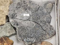 Invertebrate 30 Fossil Bulk Lot Various Localities Wholesale