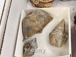 Invertebrate 30 Fossil Bulk Lot Various Localities Wholesale