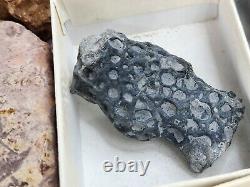 Invertebrate 30 Fossil Bulk Lot Various Localities Wholesale