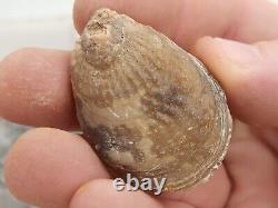 Invertebrate 30 Fossil Bulk Lot Various Localities Wholesale