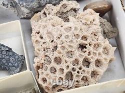 Invertebrate 30 Fossil Bulk Lot Various Localities Wholesale