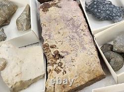 Invertebrate 30 Fossil Bulk Lot Various Localities Wholesale