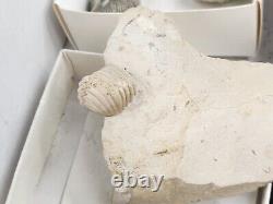 Invertebrate 30 Fossil Bulk Lot Various Localities Wholesale