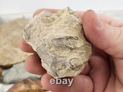 Invertebrate 30 Fossil Bulk Lot Various Localities Wholesale