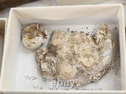 Invertebrate 30 Fossil Bulk Lot Various Localities Wholesale