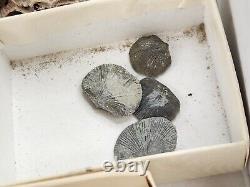 Invertebrate 30 Fossil Bulk Lot Various Localities Wholesale