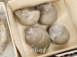 Invertebrate 30 Fossil Bulk Lot Various Localities Wholesale