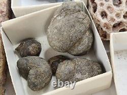 Invertebrate 30 Fossil Bulk Lot Various Localities Wholesale