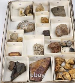 Invertebrate 31 Fossil Bulk Lot Unknown Locality Wholesale