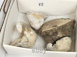 Invertebrate 31 Fossil Bulk Lot Unknown Locality Wholesale