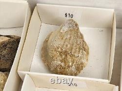 Invertebrate 31 Fossil Bulk Lot Unknown Locality Wholesale