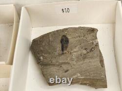 Invertebrate 31 Fossil Bulk Lot Unknown Locality Wholesale