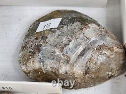 Invertebrate 31 Fossil Bulk Lot Unknown Locality Wholesale