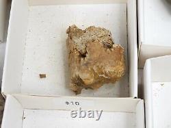 Invertebrate 31 Fossil Bulk Lot Unknown Locality Wholesale