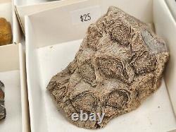 Invertebrate 31 Fossil Bulk Lot Unknown Locality Wholesale