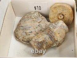 Invertebrate 31 Fossil Bulk Lot Unknown Locality Wholesale